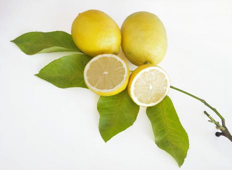 カットしたレモン 檸檬 レモンの葉 カットしたレモン 檸檬 レモンの葉 レモン,檸檬,lemonの写真素材