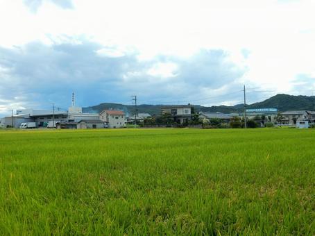 【風景写真】秋の田んぼの風景 【風景写真】秋の田んぼの風景 田んぼ,水田,田の写真素材