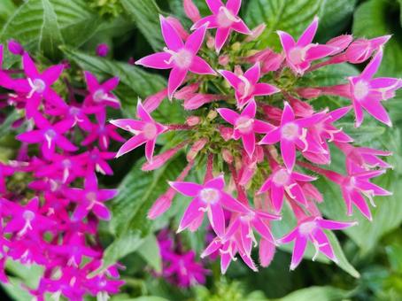 Pentas Pink, JPG Pentas Pink, JPG