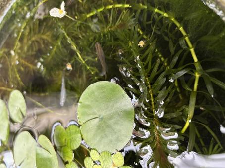 メダカ 水草 メダカ 水草 メダカ,水草,鉢の写真素材
