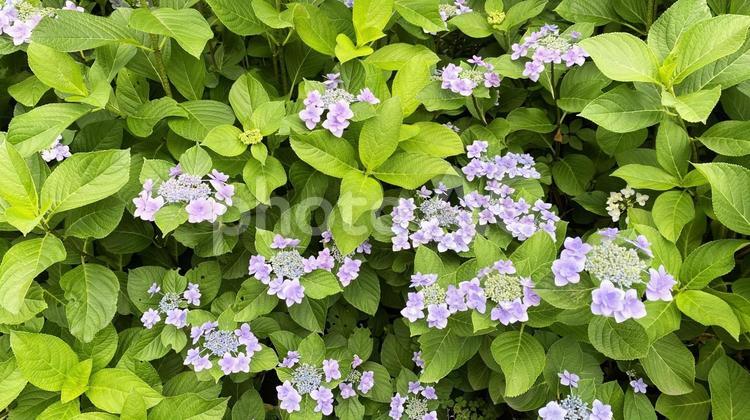 紫陽花の咲く風景 あじさい,ガクアジサイ,カラフルの写真素材