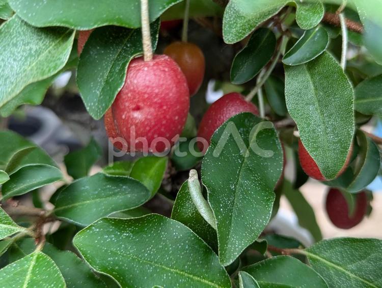 ビックリグミ ビックリグミ,植物,ガーデニングの写真素材
