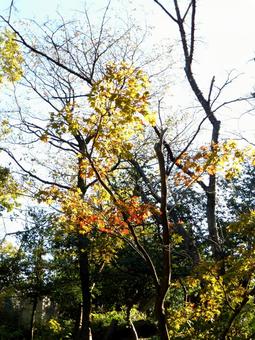 枝の一部で紅葉が進む郊外の山林風景 紅葉,木,木々の写真素材