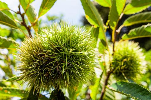 Photo, chestnut, thorn, spine, 