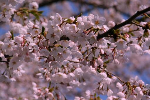 Sakura Sakura, cherry blossoms, sakura, cherry tree, JPG