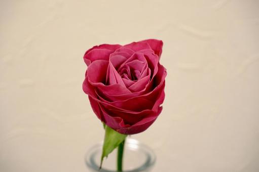 薔薇 バラ,赤,花の写真素材