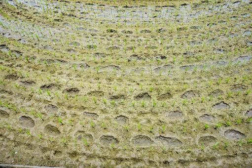 田植えの足跡 田植えの足跡 雨季,田植え,足跡の写真素材