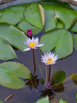 Water lilies, JPG