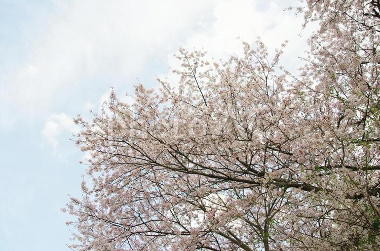 桜の木 4月,さくら,サクラの写真素材