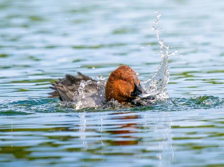 池を泳ぐホシハジロの写真