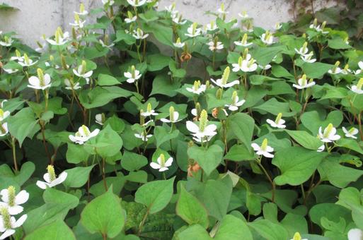 ドクダミの写真