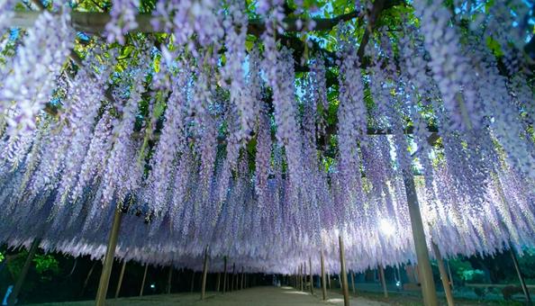 藤棚に咲く満開の藤の花 藤棚に咲く満開の藤の花の写真