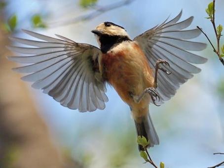 ヤマガラ飛ぶ ヤマガラ飛ぶの写真