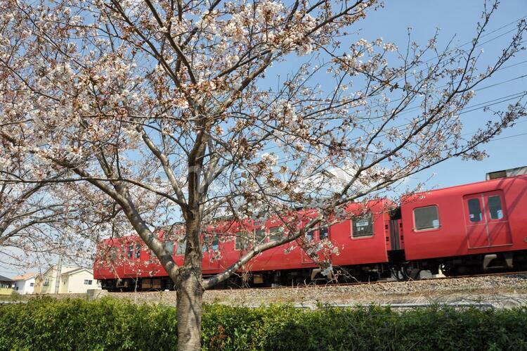 春、列車が行く 桜,春,開花の写真素材