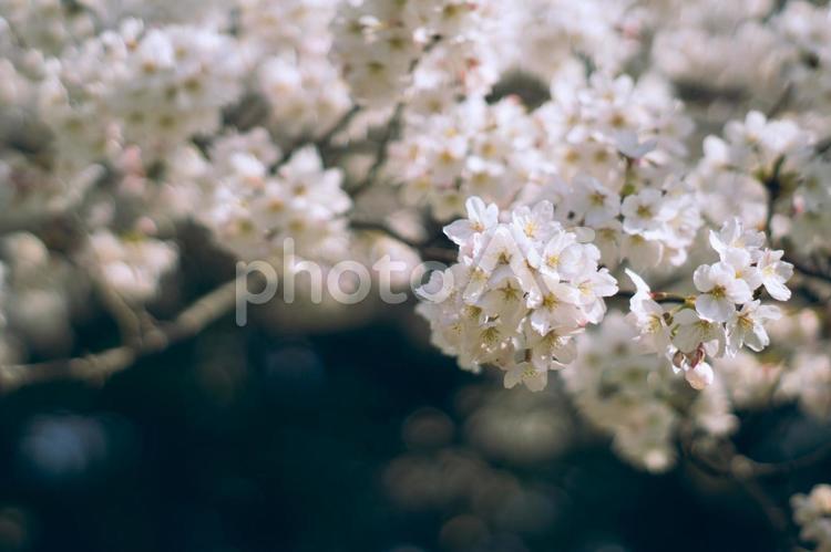 咲き誇る満開の桜〜ソメイヨシノ 桜,ソメイヨシノ,さくらの写真素材