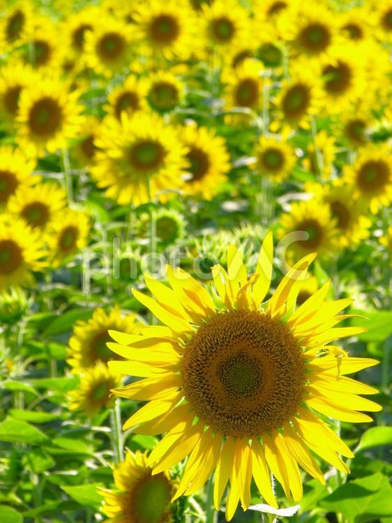 ひまわり　201208 06 ひまわり,ひまわり畑,夏の写真素材