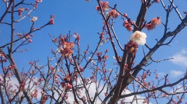 Photo, plum, spring, blue sky, 