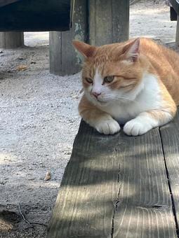 今にも飛び出しそうな猫byさんじゅーろー 今にも飛び出しそうな猫byさんじゅーろーの写真