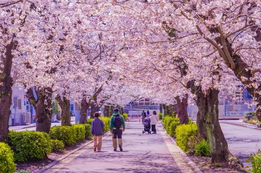青葉区桜道の春景色 青葉区桜道の春景色の写真