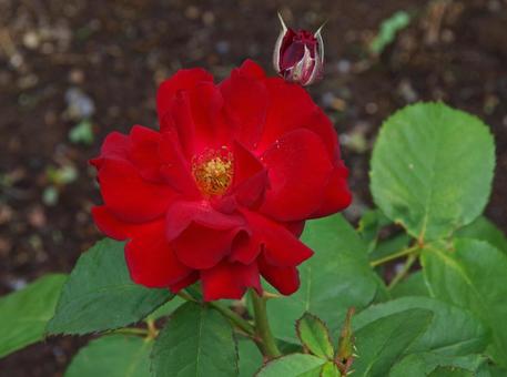 バラ ルビー・リップス バラ ルビー・リップス バラ,ルビー,リップスの写真素材