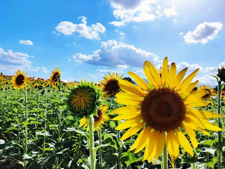 夏の青空とひまわり畑 夏の青空とひまわり畑 ひまわり,ヒマワリ,向日葵の写真素材