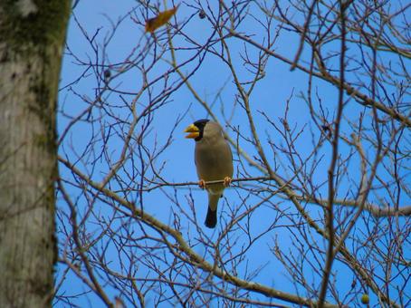 木の枝に留まりさえずるイカル イカル,野鳥,動物の写真素材