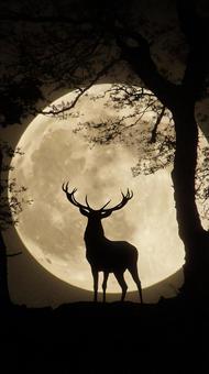 夜の神秘、雄鹿 夜の神秘、雄鹿の写真