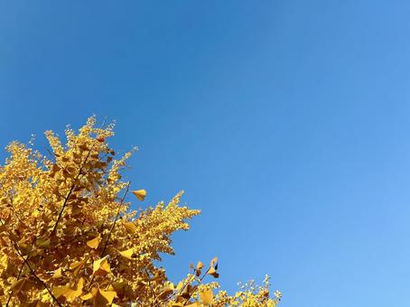 青空とイチョウ イチョウ,青空,秋の写真素材