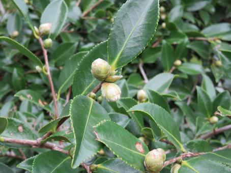 椿のつぼみの写真