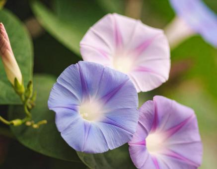 朝顔の開花 朝顔の開花の写真
