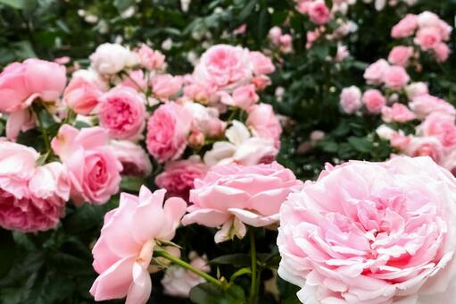華やかで美しいピンク色の薔薇の花々 バラ,ローズ,ピンクの写真素材