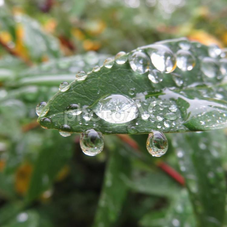 雨上がり・水滴の残る植え込みの葉その12 葉,葉っぱ,植物の写真素材