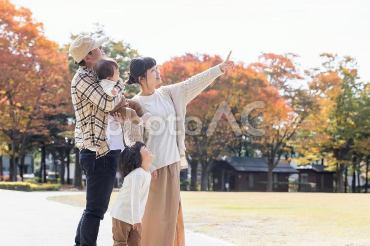 秋の公園で遊ぶ家族・ファミリー 家族,ファミリー,横顔の写真素材