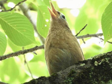 枝にとまり鳴くガビチョウ 枝にとまり鳴くガビチョウの写真