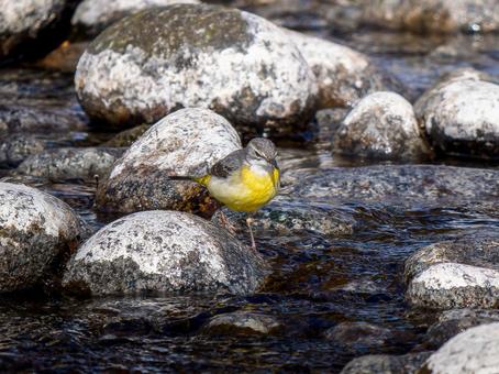 水辺のキセキレイの写真