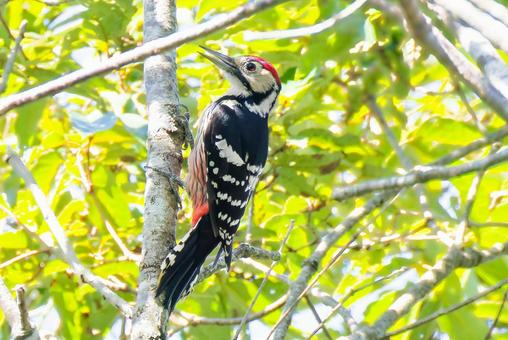 オオアカゲラの雄 オオアカゲラの雄 オオアカゲラ,大赤啄木鳥,キツツキの写真素材