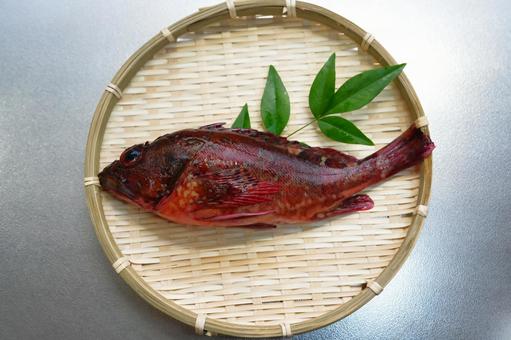 贅沢な海の恵み とれたてのカサゴ 贅沢な海の恵み とれたてのカサゴの写真
