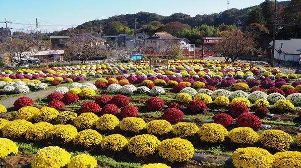 秋の厚木市飯山・カラフルな菊（神奈川県） 秋,菊,厚木市の写真素材