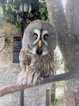 カラフトフクロウ カラフトフクロウの写真
