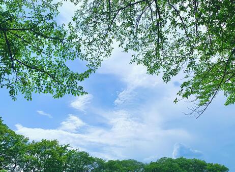 青空と新緑のフレーム 青空,葉っぱ,新緑の写真素材
