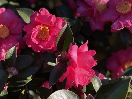 赤い寒椿の花 赤い寒椿の花 山茶花,椿,ツバキの写真素材