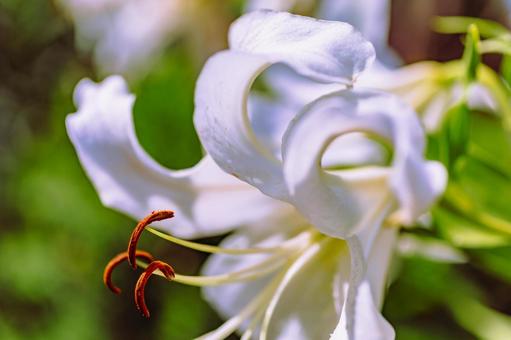 ゆりの花6ー6 ゆりの花6ー6の写真