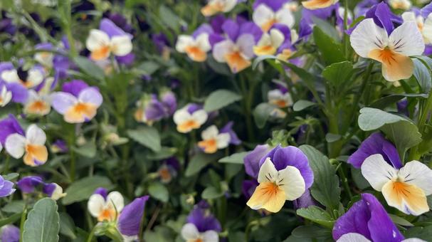 大仙公園横のガーデニング⑦ 大仙公園横のガーデニング⑦の写真