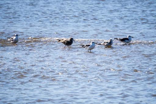 ウミネコの若鳥⑴ ウミネコの若鳥⑴の写真