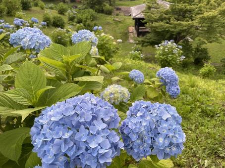 紫陽花(青色) 紫陽花(青色) 紫陽花,花,大きい花房の写真素材