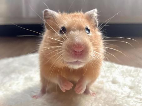 こちらを見ているハムスター キンクマハムスター,ハムスター,ゴールデンハムスターの写真素材