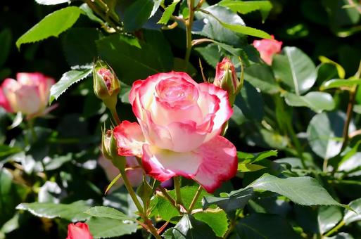 薔薇 ジュビレデュプランスドゥモナコ 薔薇 ジュビレデュプランスドゥモナコの写真