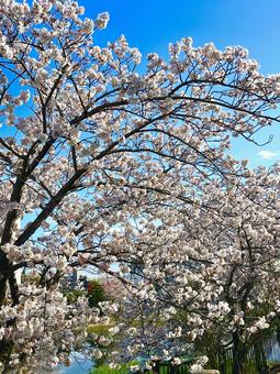 Blue sky and cherry blossoms, JPG