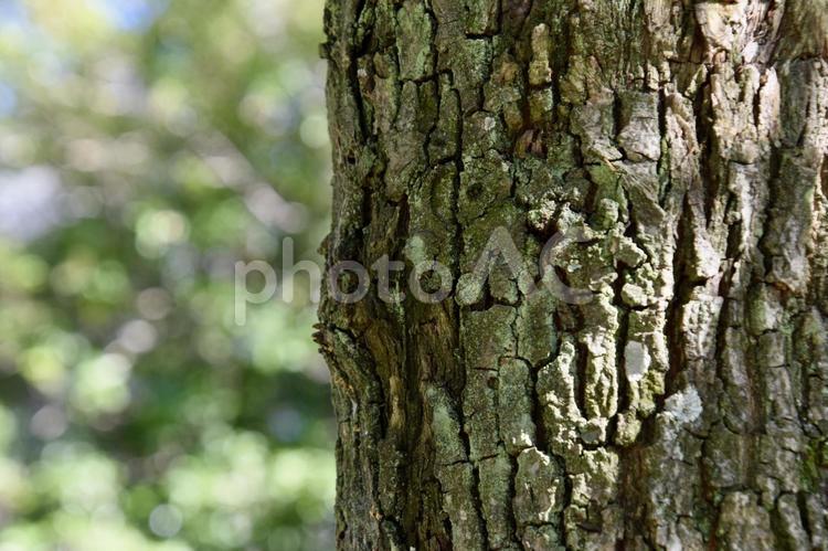 新緑と苔むした老木 新緑,木,木々の写真素材