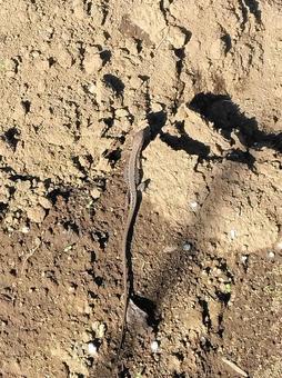 トカゲ トカゲ,爬虫類,生き物の写真素材